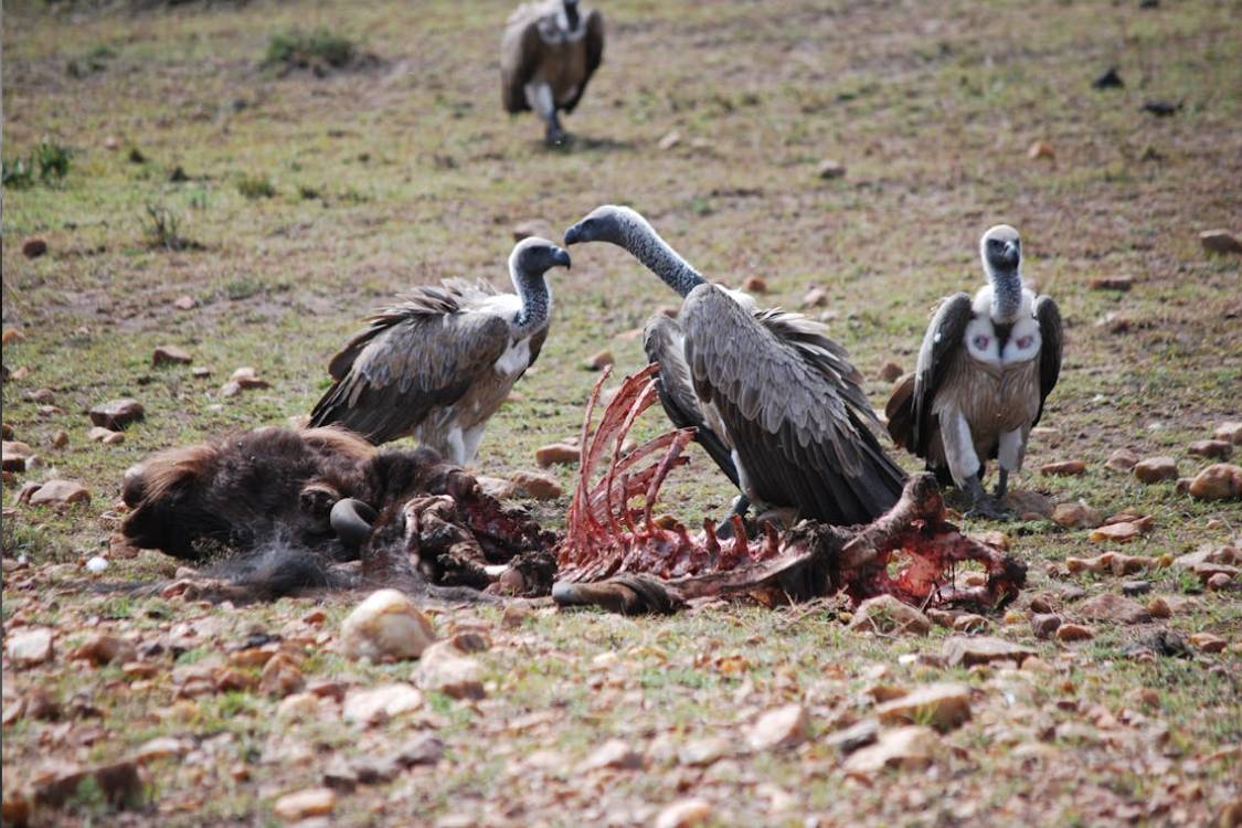 Fondos buitre en el mercado de la vivienda de Madrid: Blackstone, Cerberus y Ares, sus operaciones y su impacto 2026